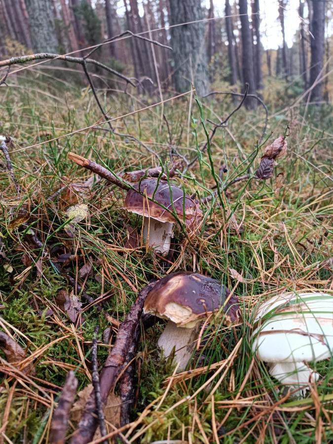 Rykowisko - Domki Caloroczne Nad Jeziorem I Rzeka Szczecinek Eksteriør billede